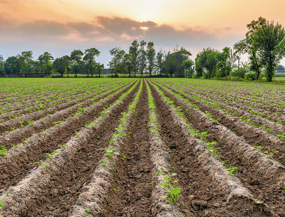 Agriculture