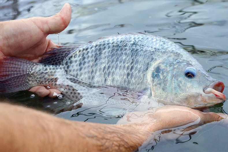 Anguilla Fish